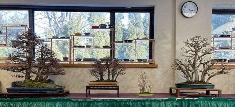 纽约州罗彻斯特的冬季盆景雪景