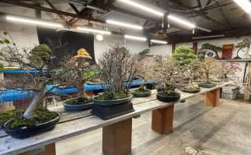 关于出版国际盆景的思考 图片