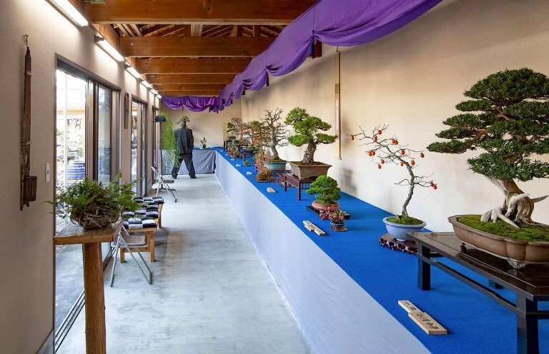 日本盆景协会骏河支部 50周年盆景展