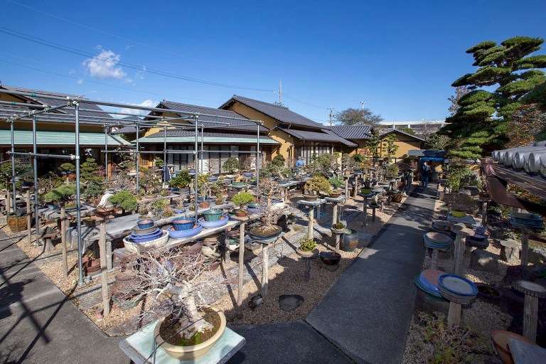 日本盆景协会骏河支部 50周年盆景展