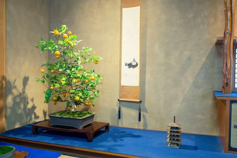 日本盆景协会骏河支部 50周年盆景展