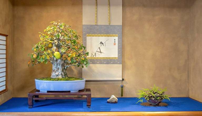 日本盆景协会骏河支部 50周年盆景展