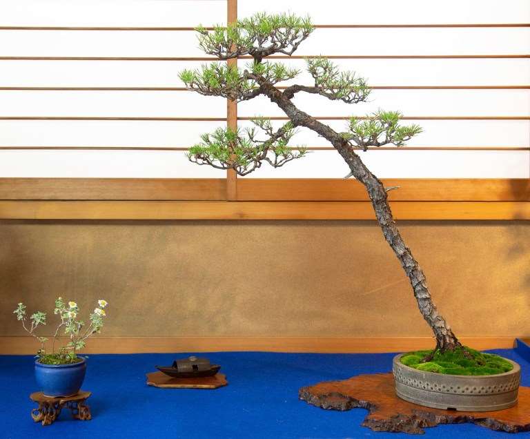 日本盆景协会骏河支部 50周年盆景展