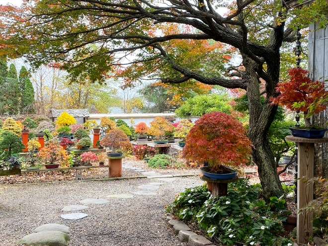 2020年秋季 美国国家盆景展 图片