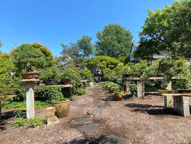 2020年秋季 美国国家盆景展