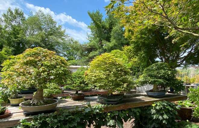 2020年秋季 美国国家盆景展