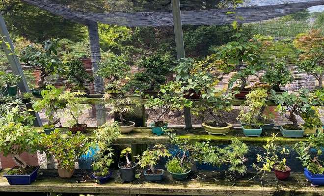 2020年秋季 美国国家盆景展