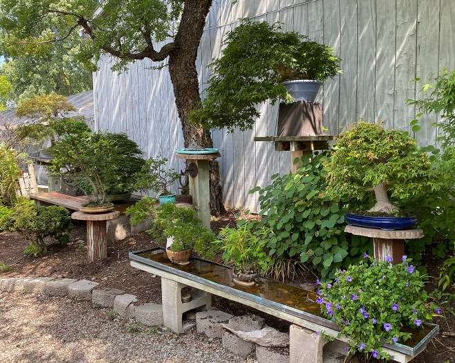 2020年秋季 美国国家盆景展 图片