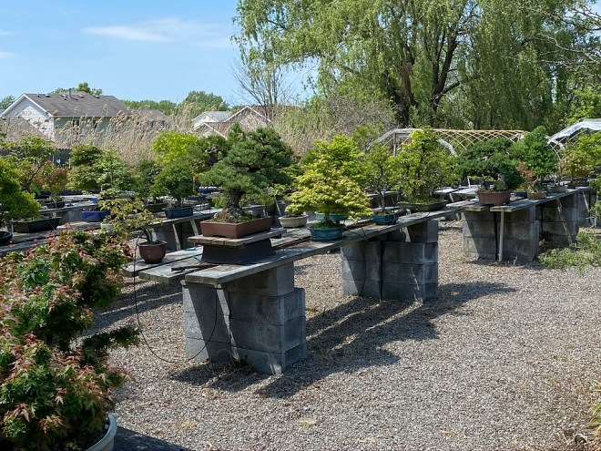 2020年秋季 美国国家盆景展