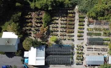 2020年秋季 美国国家盆景展 图片