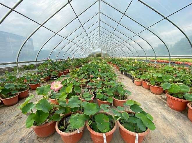 纽约盆景协会都会举办花园之旅