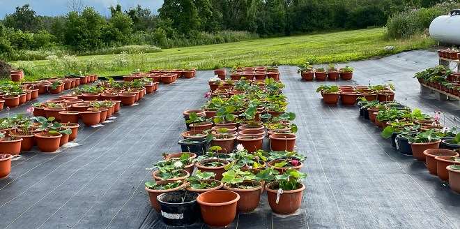 纽约盆景协会都会举办花园之旅