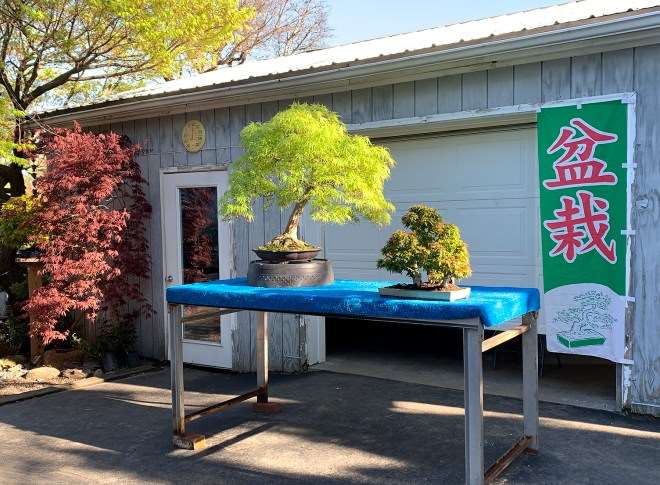 2020年开放日 销售盆景展示和示范