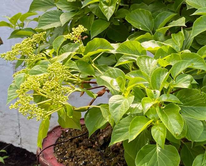 2020年开放日 销售盆景展示和示范