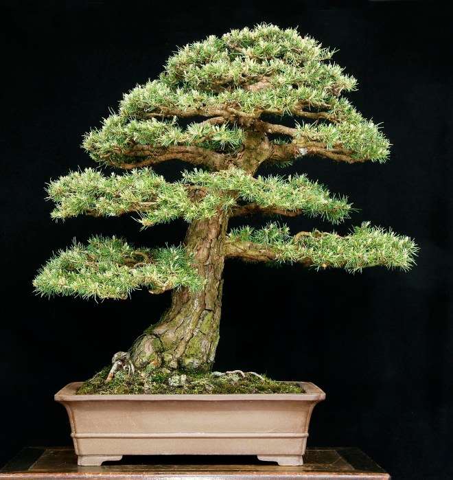 2020年开放日 销售盆景展示和示范