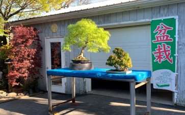 2020年开放日 销售盆景展示和示范