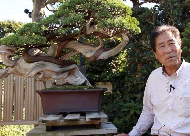 2020年 国际盆景植物园春之美 图片