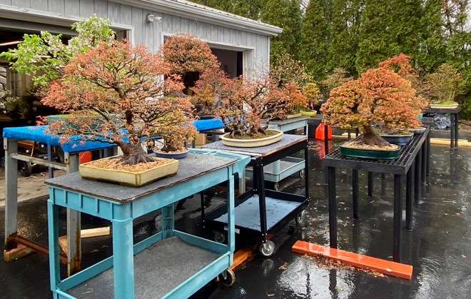 2020年 国际盆景植物园春之美 图片