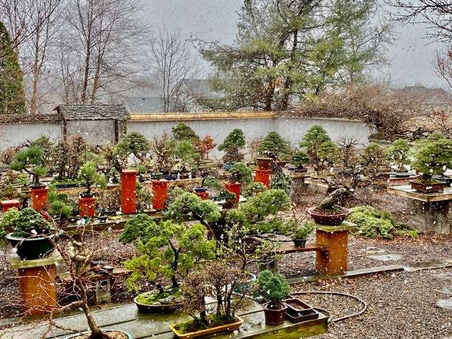 2020年 国际盆景植物园春之美 图片