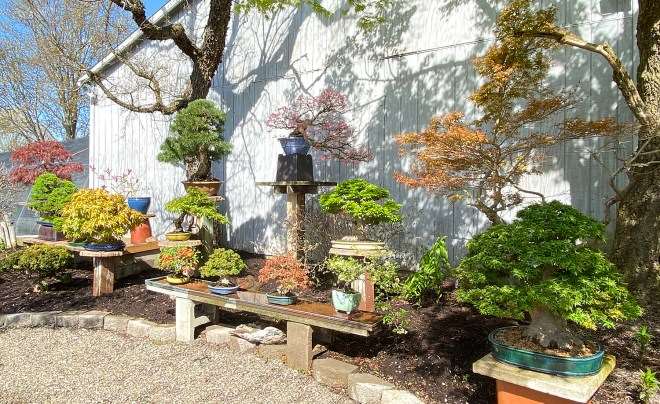 2020年 国际盆景植物园春之美 图片