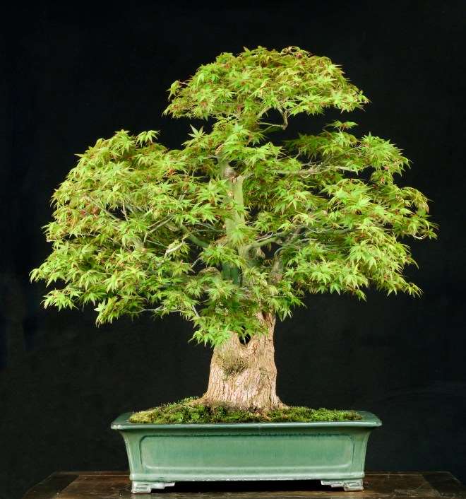 2020年 国际盆景植物园春之美 图片