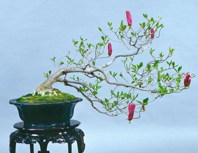 如果您喜欢木兰盆景并想栽培它们