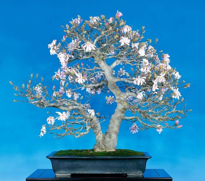 如果您喜欢木兰盆景并想栽培它们