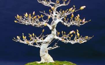 如果您喜欢木兰盆景并想栽培它们