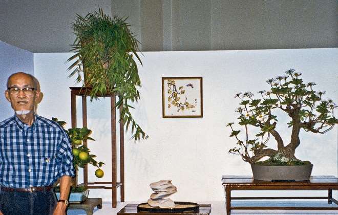 菊花是秋季展示的绝佳色彩缤纷的盆景