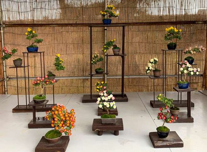 菊花是秋季展示的绝佳色彩缤纷的盆景