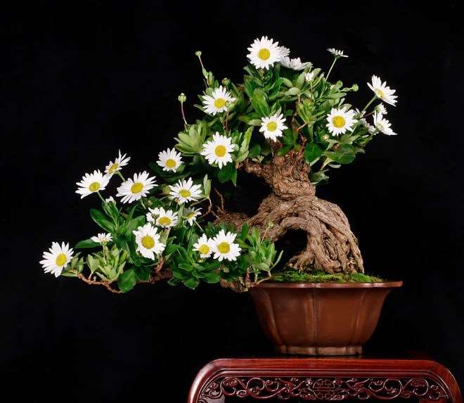 菊花是秋季展示的绝佳色彩缤纷的盆景