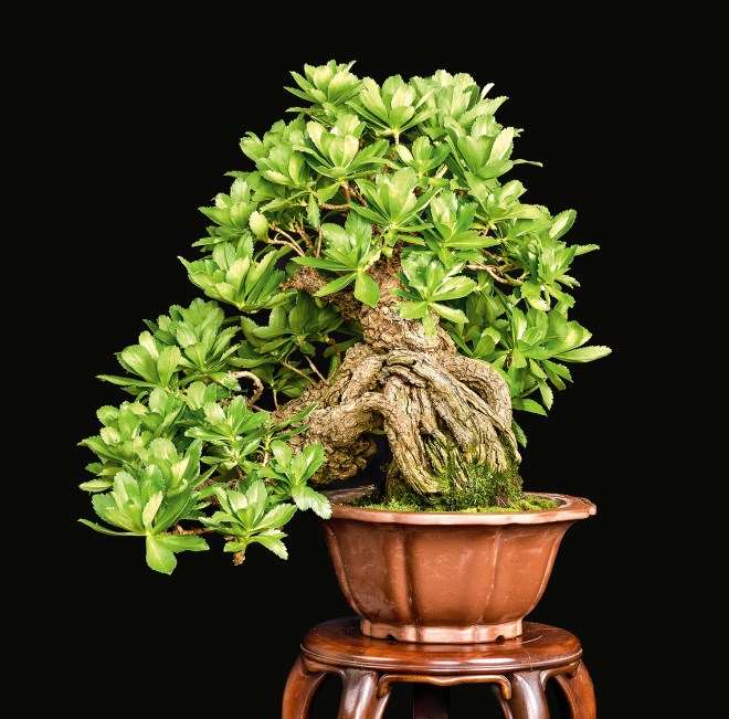 菊花是秋季展示的绝佳色彩缤纷的盆景