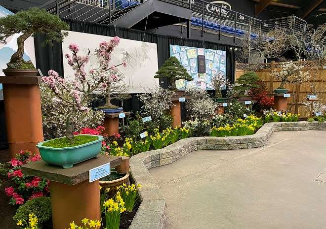 我制作的日本紫藤盆景变得美丽 图片