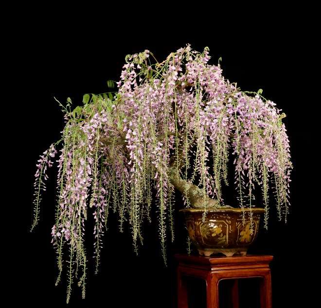 我制作的日本紫藤盆景变得美丽 图片