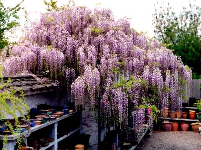 我制作的日本紫藤盆景变得美丽 图片