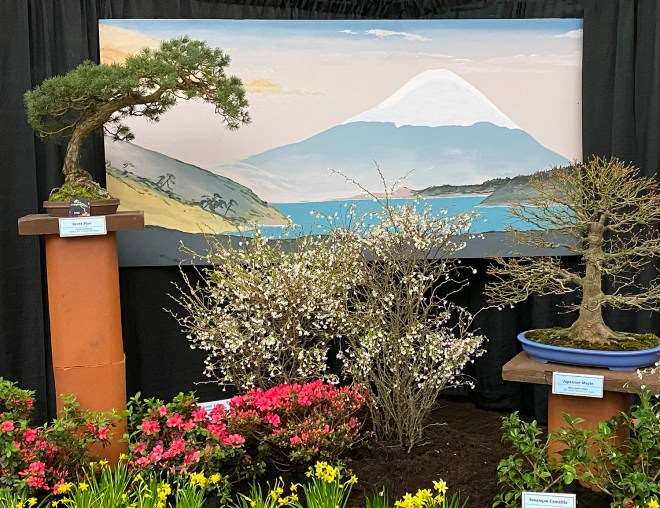 2020年纽约罗彻斯特盆景展 图片