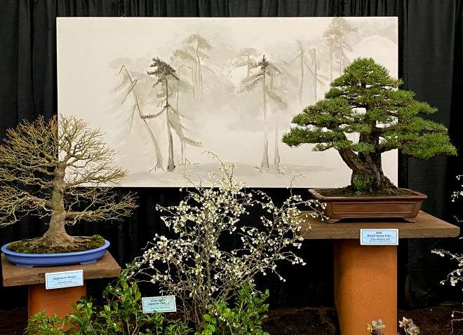 2020年纽约罗彻斯特盆景展 图片