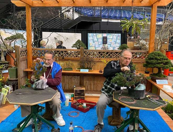 2020年纽约罗彻斯特盆景展 图片