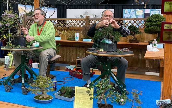 2020年纽约罗彻斯特盆景展 图片