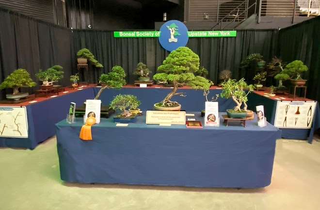 2020年纽约罗彻斯特盆景展 图片