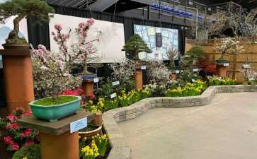 2020年纽约罗彻斯特盆景展 图片