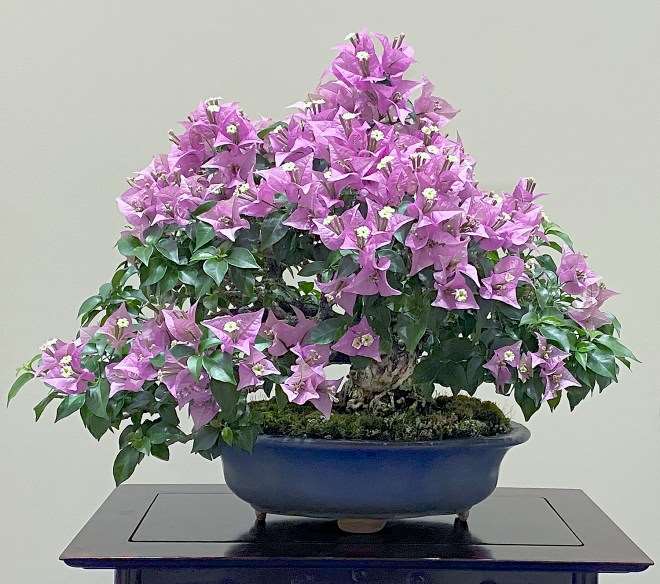 2020年第94届国府盆景展第4部分