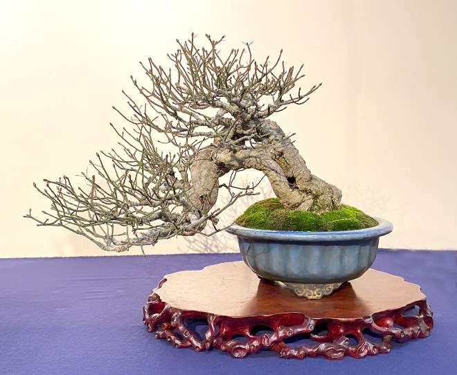 2020年第94届国府盆景展第4部分