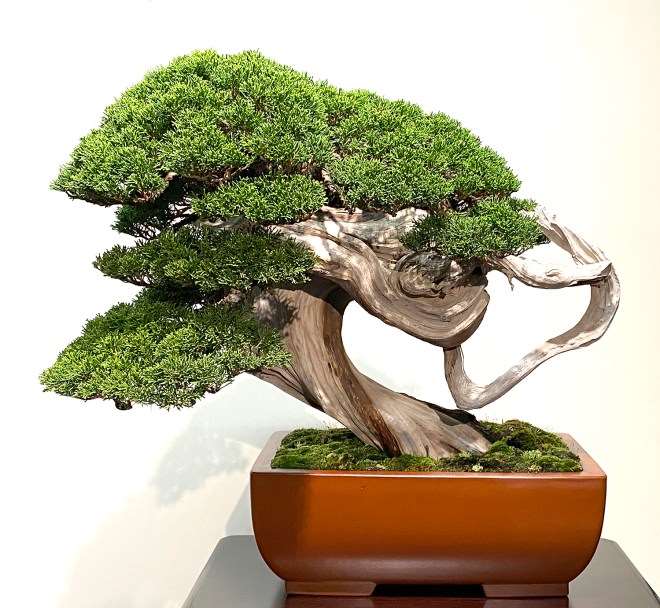 2020年第94届国府盆景展第4部分