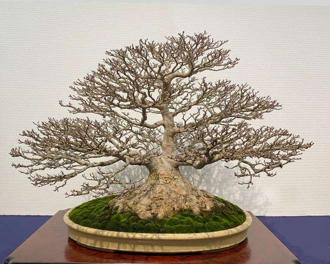 2020年第94届国府盆景展第4部分