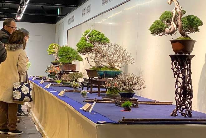 2020年第94届国府盆景展第4部分