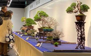 2020年第94届国府盆景展第4部分