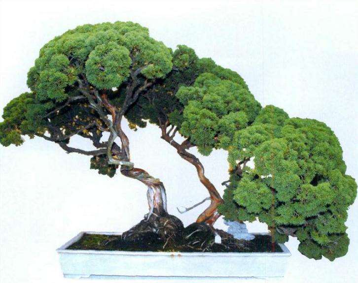 中国盆景事业进入了一个新的历史阶段