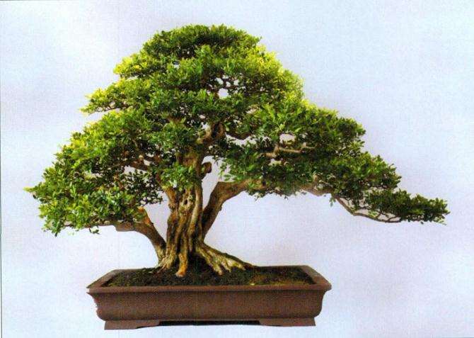 中国盆景事业进入了一个新的历史阶段