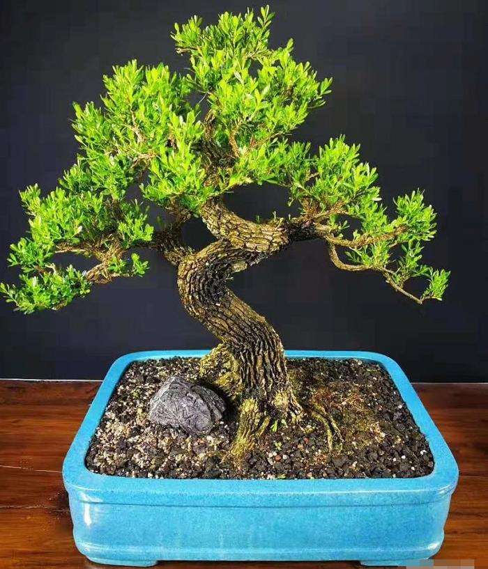 中国盆景事业进入了一个新的历史阶段